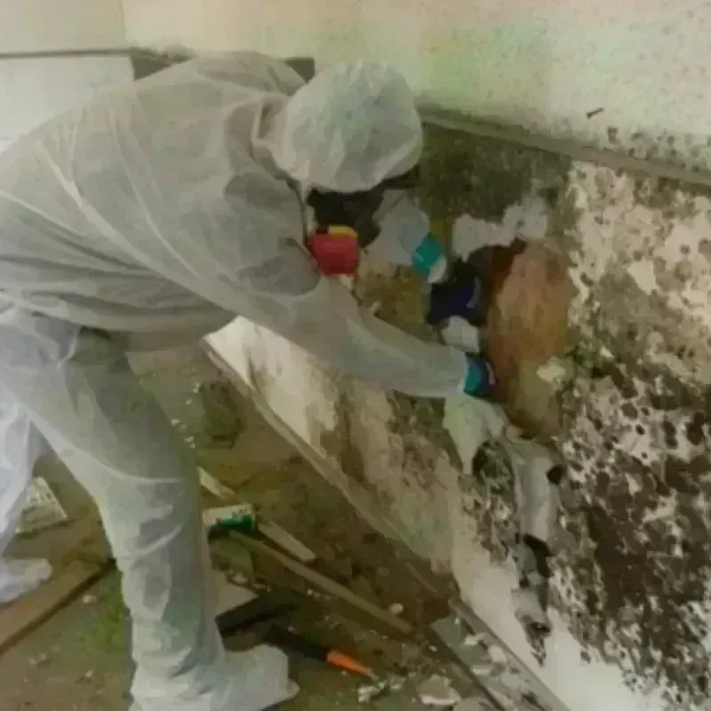 Mold Remediation and Removal in Harding County, NM